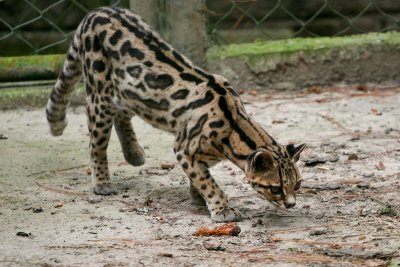 nervous little ocelot