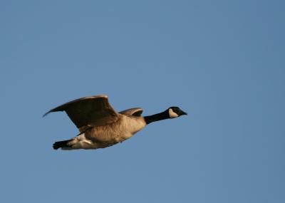 flight of the goose