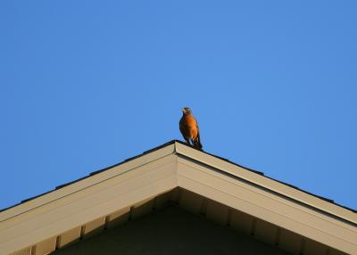 Robin on a Rooftop