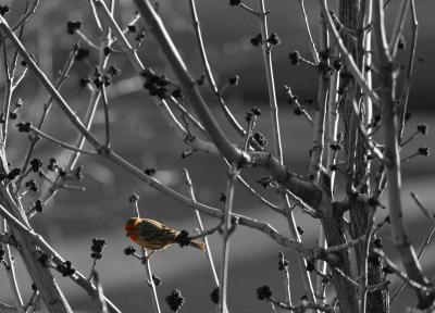 Finch - selective color