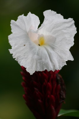 Plantas de El Salvador