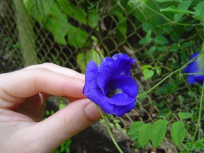 Plantas de El Salvador