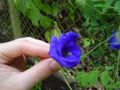 blue flower