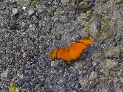 mariposa anaranjado