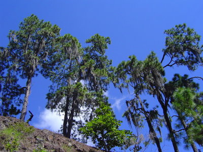 Big mossy pines