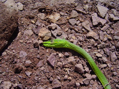 Green Vine Snake senslessly murdered (Hondurans aren't too big on snakes)