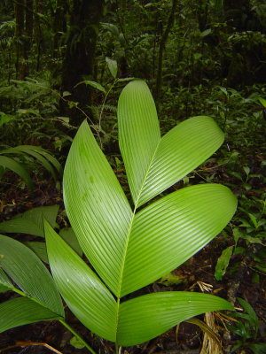 Cool leaves. Crystal called them fish leaves