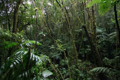 Vines hanging by the waterfalls