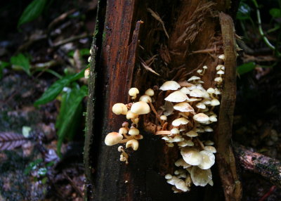 Shrooms at the base of the falls