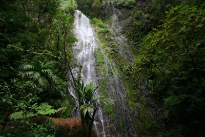 Beautiful waterfall & amazing forest