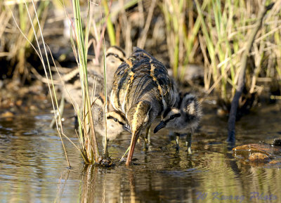 Greater Painter Snipe and babies