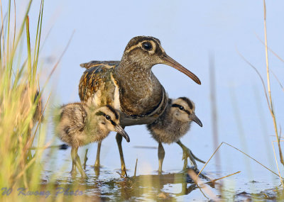 Greater Painter Snipe and babies