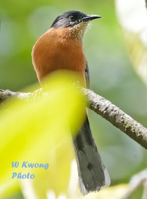 Nepal - Birds