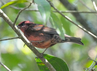 Nepal Rosefinch (?紾)