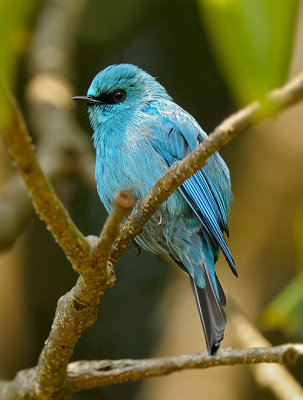 Verditer Flycatcher (銅藍鶲)