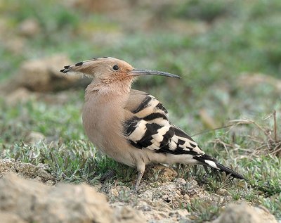 Eurasian Hoopoe ()