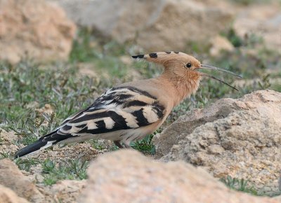 Eurasian Hoopoe ()