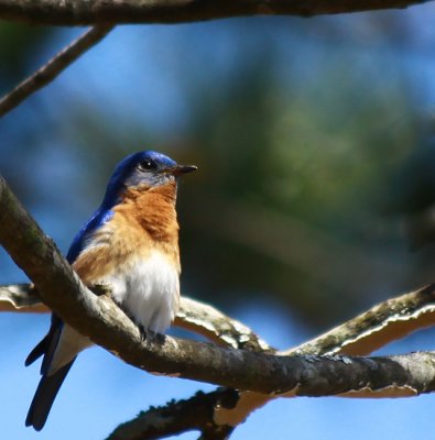Blue bird male on branch