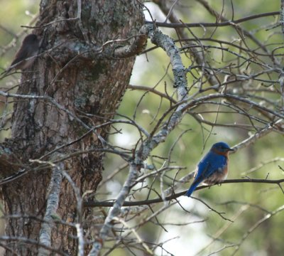 Blue bird with Dark Eye Junco in tree