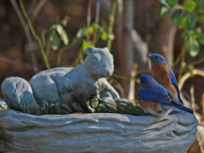 Blue birds on squirrel bath