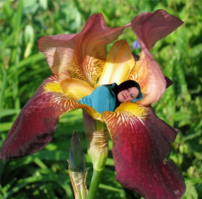 Iris