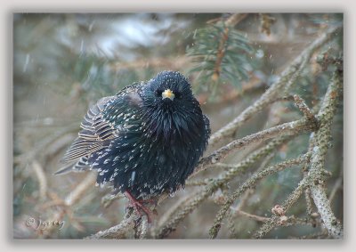 Now I've Got Snow All Over My Winter Plumage!