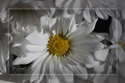 Winter Light On Happy Flowers