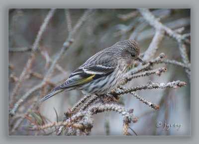 Pine Siskin Just Passing By