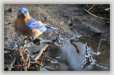 Which Way To The Nearest Bluebird Inn?