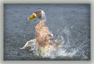 Shake A Tail Feather!