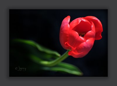 Lipstick Red