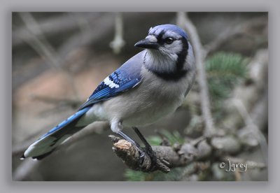 Blue Poses For Peanuts