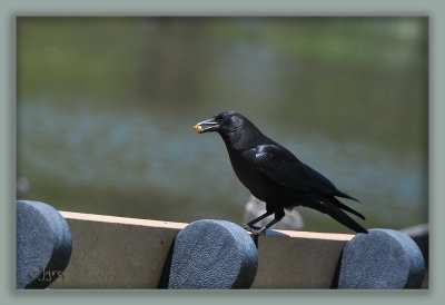 A Clever Crow