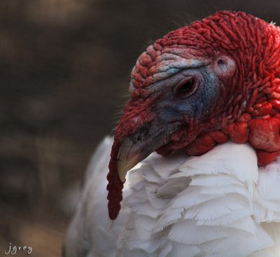 Turkey In A Fluffy Shirt