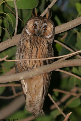 Long eared Owl- Asio otus 0446.jpg