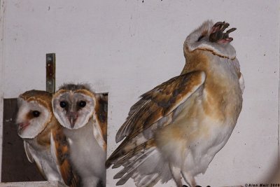 Barn_owl Tyto alba Feeding chickIMG_0357-2.jpg