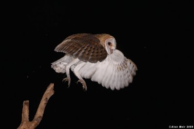 Barn_owl Tyto alba nestling 0445