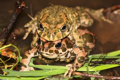 IMG_5520-1.jpgBufo viridis  