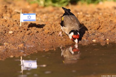 IMG_7958.jpg goldfinch   Carduelis carduelis