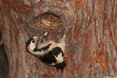 IMG_8559.jpgDendrocopos syriacus.   : Syrian Woodpecker