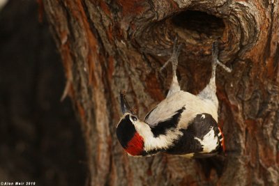 IMG_8529.jpgDendrocopos syriacus.   : Syrian Woodpecker