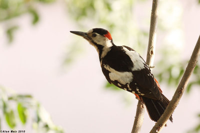 IMG_8520.jpgDendrocopos syriacus.   : Syrian Woodpecker
