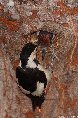 IMG_8605.jpgDendrocopos syriacus.   : Syrian Woodpecker