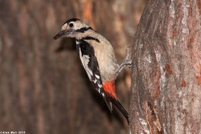 IMG_8593.jpgDendrocopos syriacus.   : Syrian Woodpecker