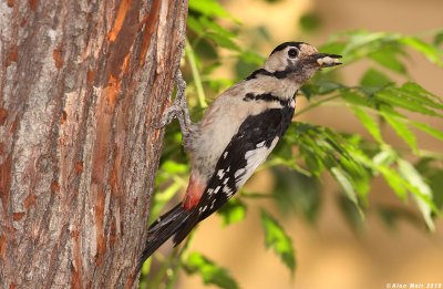 IMG_8573.jpgDendrocopos syriacus.   : Syrian Woodpecker