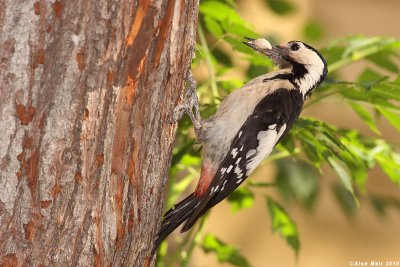 IMG_8574jpgDendrocopos syriacus.   : Syrian Woodpecker
