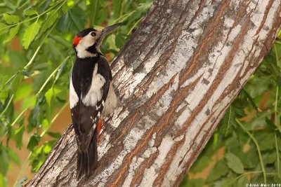 IMG_8647jpgDendrocopos syriacus.   : Syrian Woodpecker