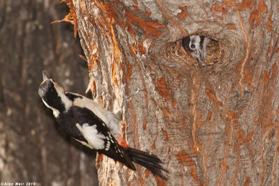 IMG_8625.jpgDendrocopos syriacus.   : Syrian Woodpecker