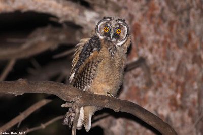 IMG_8685.Long eared Owl- Asio otus