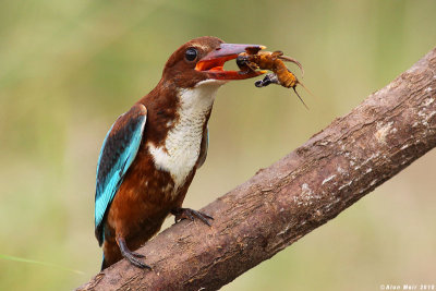 White throated King_fisher with river frog8989.jpg